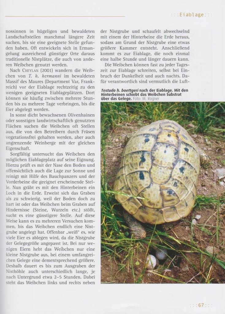 Griechische Landschildkröten